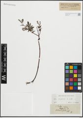 Foto von Salix repens L.